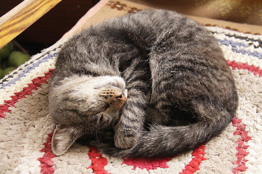 Katze Schläft Mit Im Bett Katzen-Schlafpositionen und ihre Bedeutungen